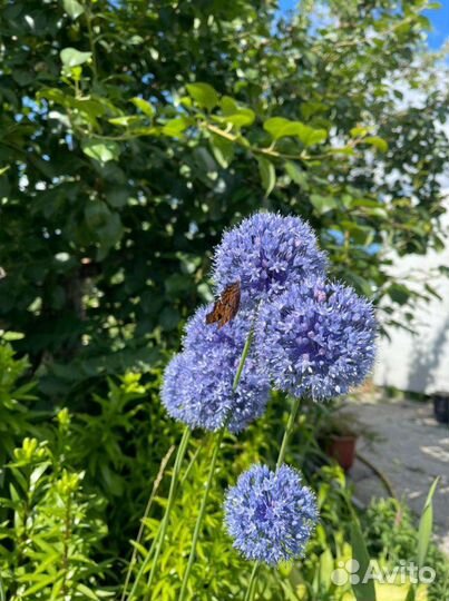 Луки декоративные