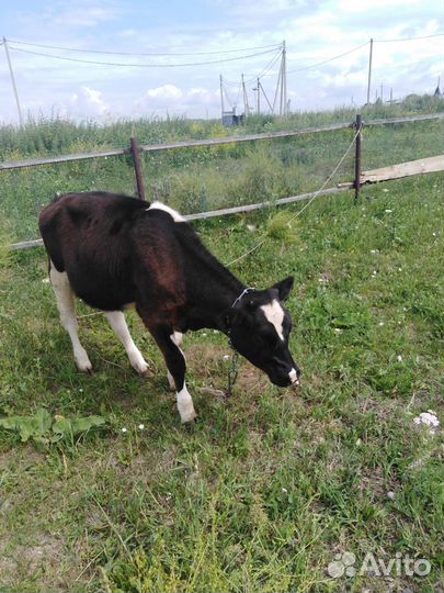 Прадам тёлочек 1т 6 месяцев 2т 1год