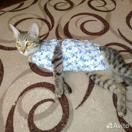 Кошка стерилизованная