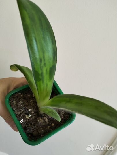 Гемантус белоцветковый