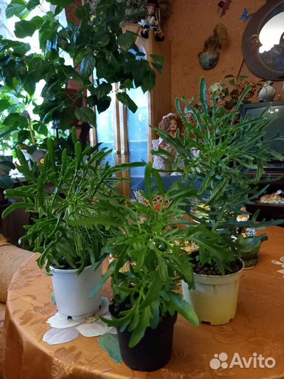 Оленьи рожки