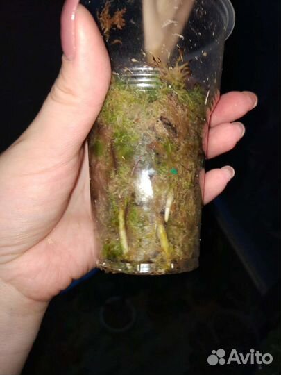 Аглаонема эмиральд холидей Бронь