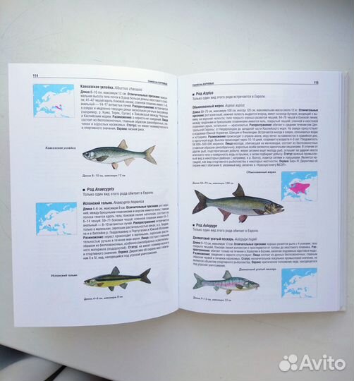 Атлас-определитель пресноводных рыб