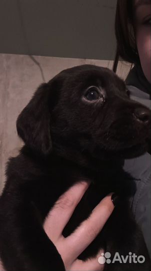 Лабрадор ретривер