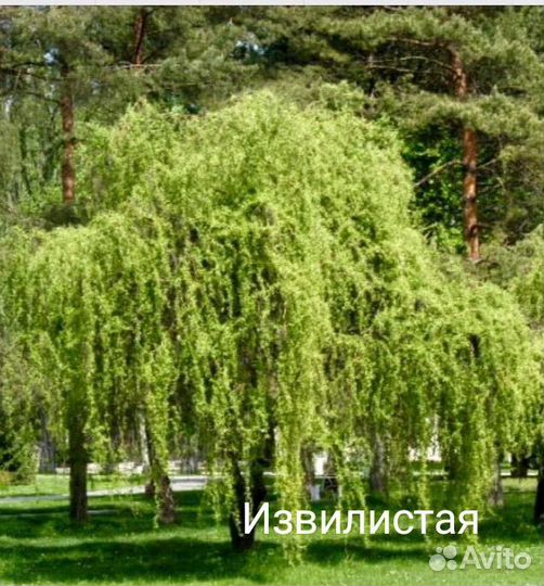 Ивы