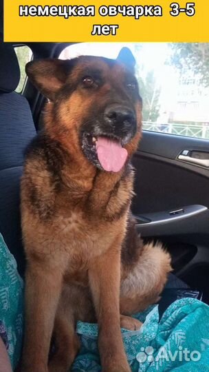 Щенки собачки