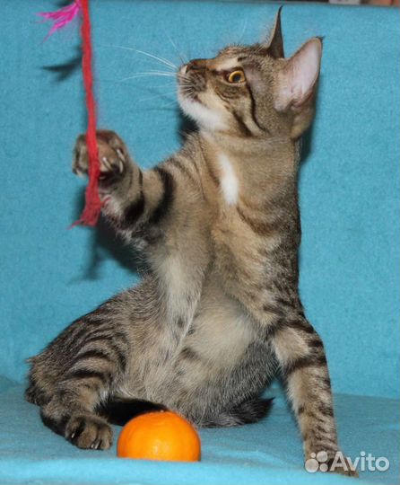 Метис бенгала в семью