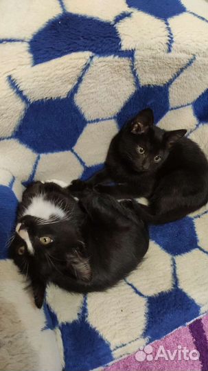 Котята в добрые руки бесплатно