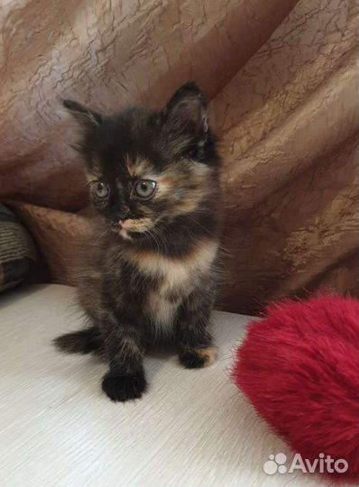 Кошечка ищет дом