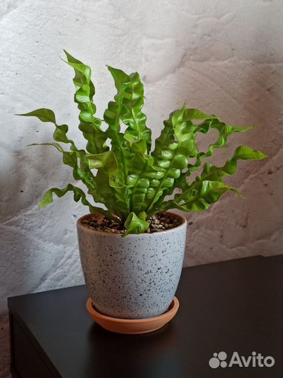 Папоротник Асплениум в керамическом горшке