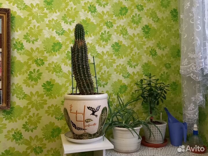 Кактус, очень большой, с красивым горшком