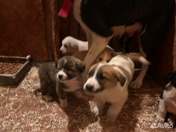 Щенки алабая