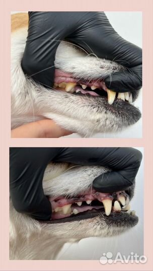 Груминг, стрижка собак, когти, уз-чистка зубов