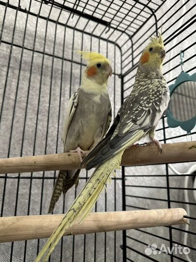 Попугай корелла с клеткой