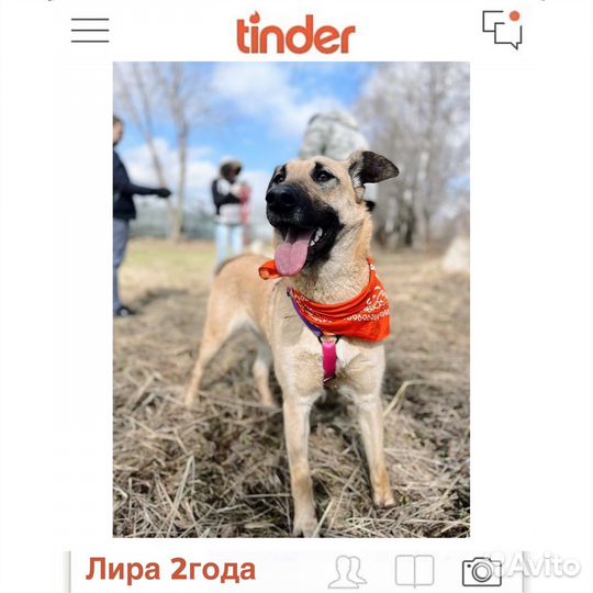 Лира из приюта