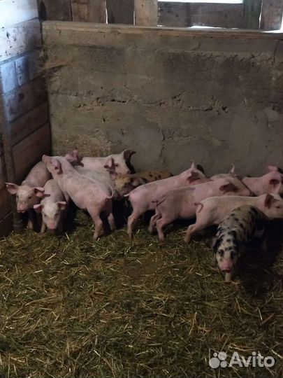 Поросенок ландрас