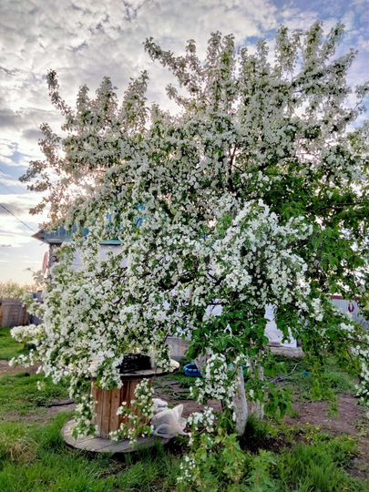 Дом 52 м² на участке 15 сот.