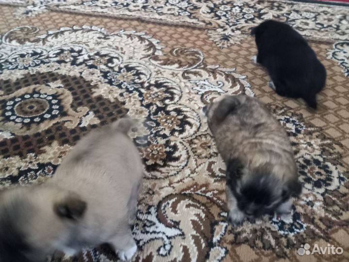 Щенята в добрые руки