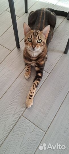 Кот бенгальский