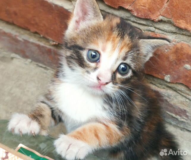 Милые котята