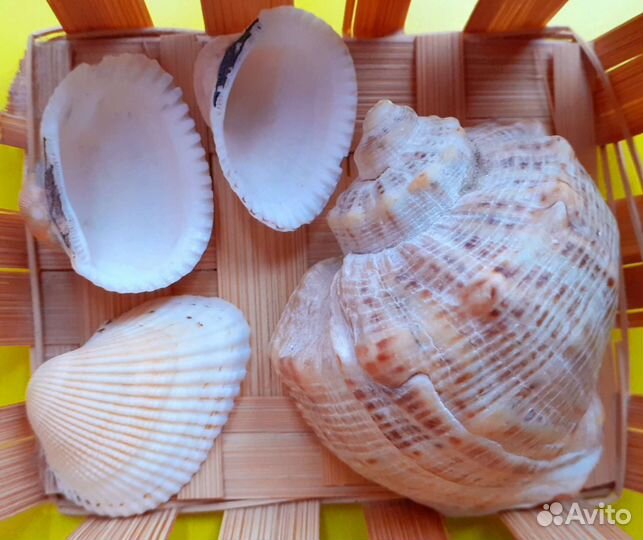 Морские ракушки с корзинкой