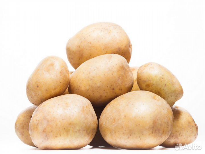 Семенной картофель