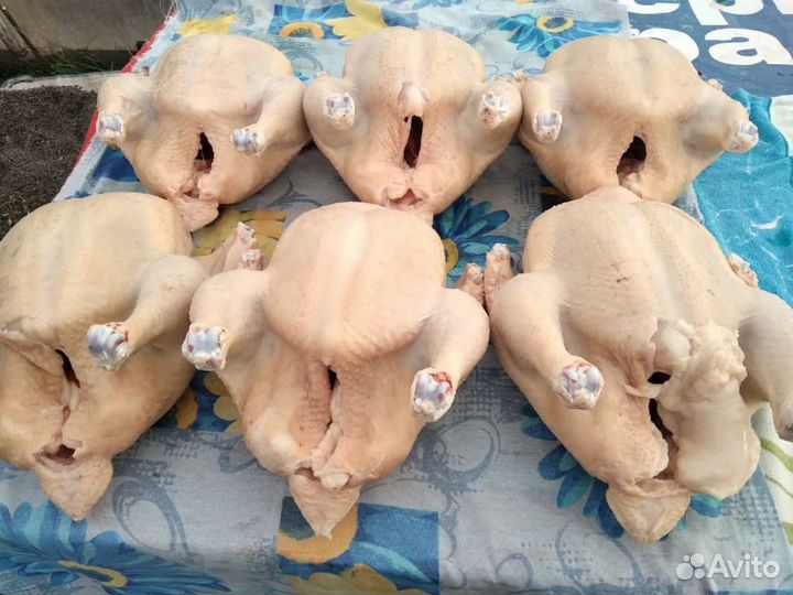 Моясо индейки и бройлеров