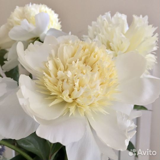 Пионы (деленки) продажа