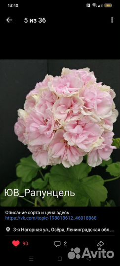 Пеларгония сортовая коллекционная