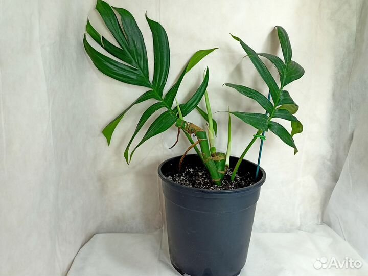 Рафидофора декурсива