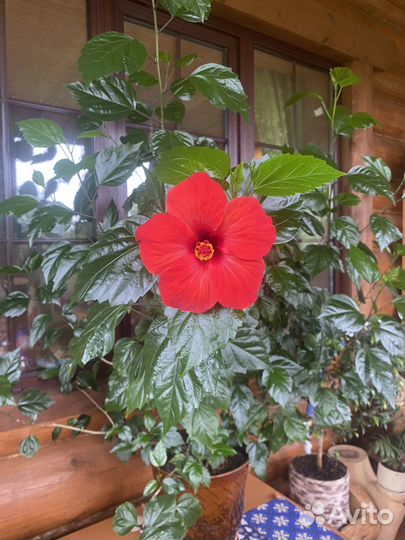 Гибискус (китайская роза) саженцы зкс