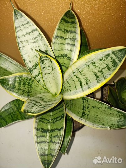 Сансевиерия ханни крем