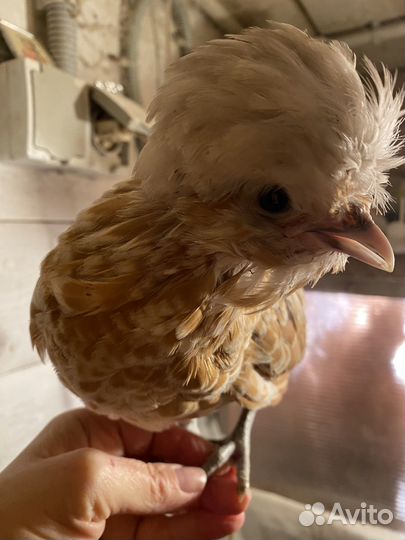 Падуан ия и цыплята