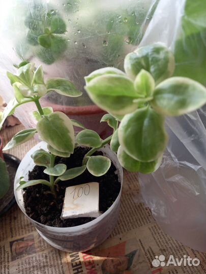 Коллизия,аптения,каланхоэ доктор