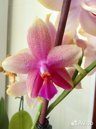 Орхидея ароматная Лиодоро