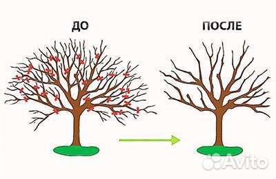 Обрезка плодовых деревьев