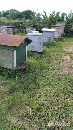 Улей с пчелами