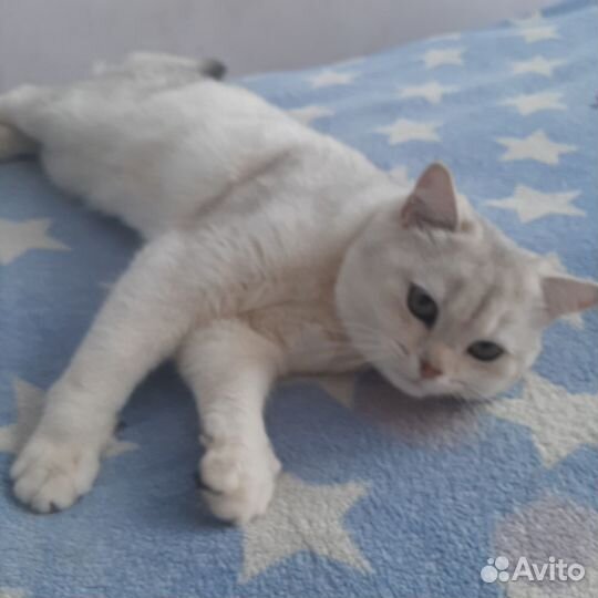 Шотландский кот не кострирован молодой