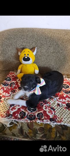 Щенок мальчик в поиске дома