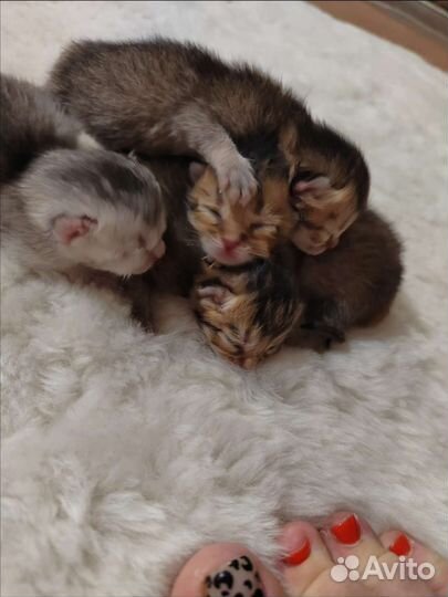 Кот британец