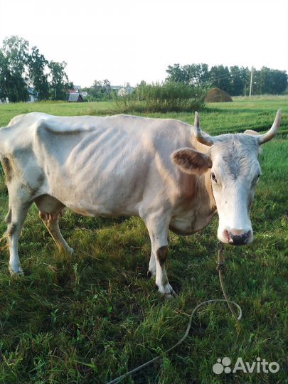 Корова стельная дойная