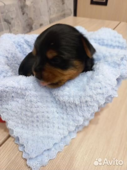 Йоркширский терьер