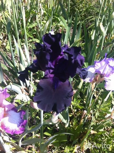 Цветы растения любые на выбор