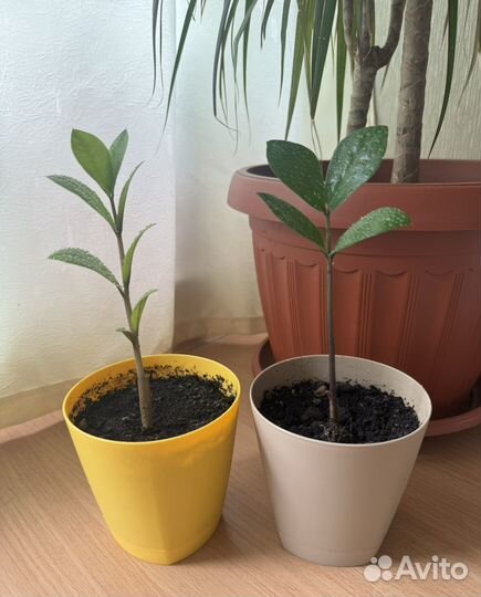 Замиокулькас (долларовое)