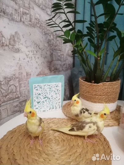 Попугай корелла птенец