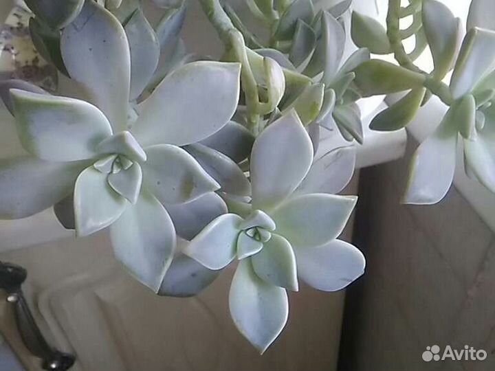 Каменная роза, скуленты