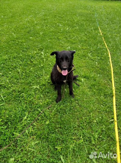 Собака в добрые руки отдам бесплатно