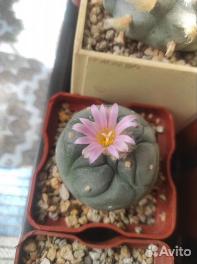 Кактус anhalonium