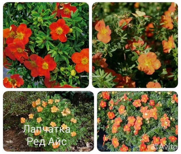 Лапчатка кустарниковая