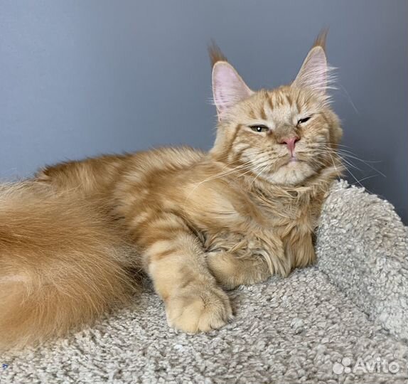 Мейн-кун Девочка